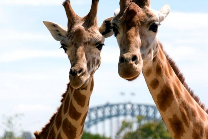 Sydney Taronga Zoo