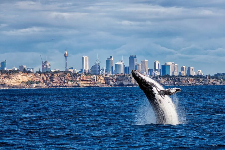 Sydney Harbour Whale Watching Explorer Cruise - Photo 1 of 7