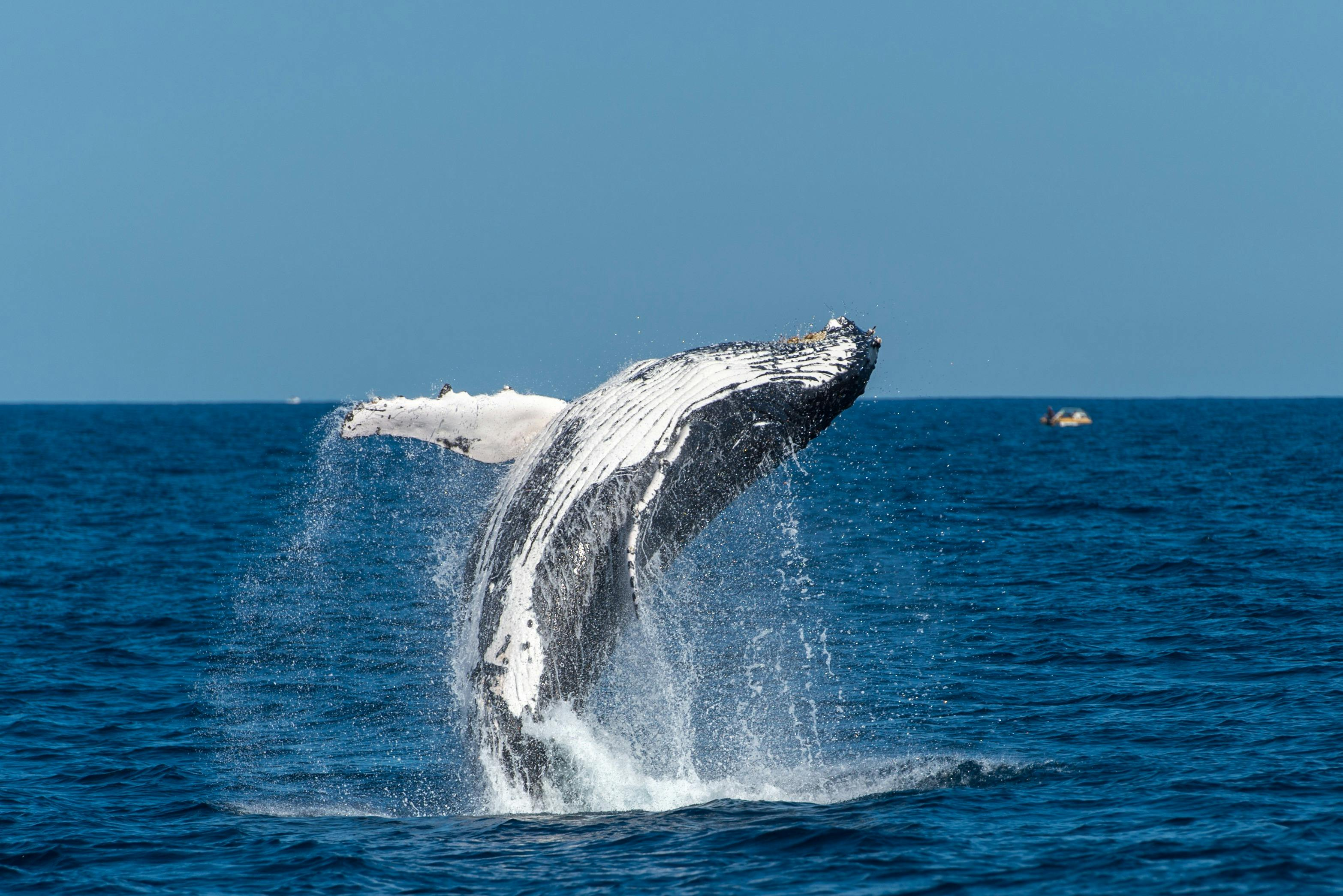 Sydney: Whale Watching Adventure Cruise - Photo 1 of 9