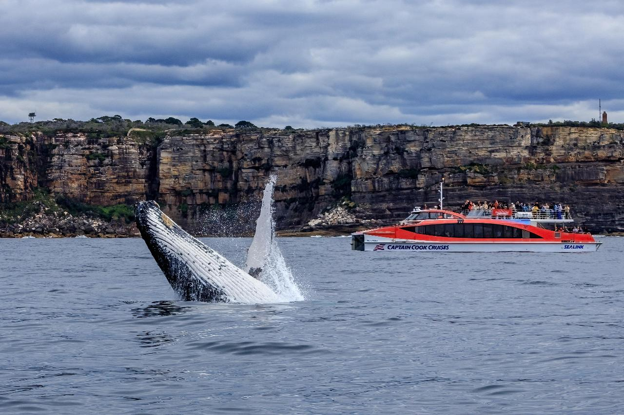 Sydney 2.5-Hour Afternoon Whale Watching Adventure - Photo 1 of 5