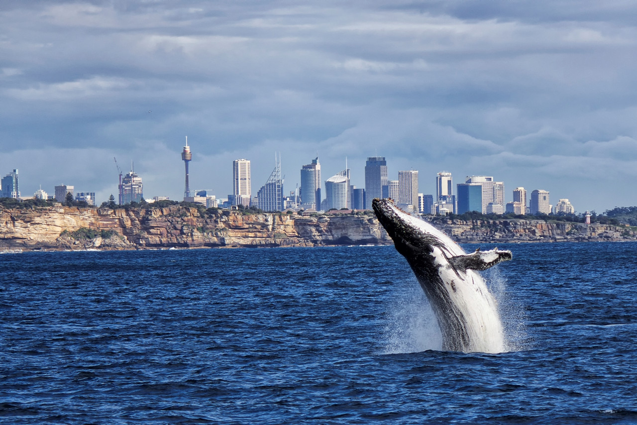 Sydney Whale Watching Cruise Tour - Photo 1 of 14