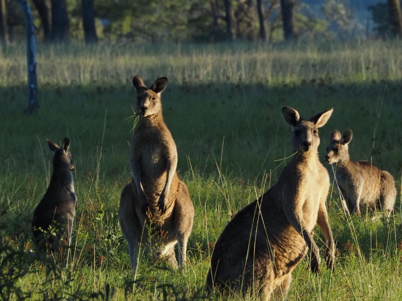 Sydney Wildlife Safari - Private Tour - Photo 1 of 17