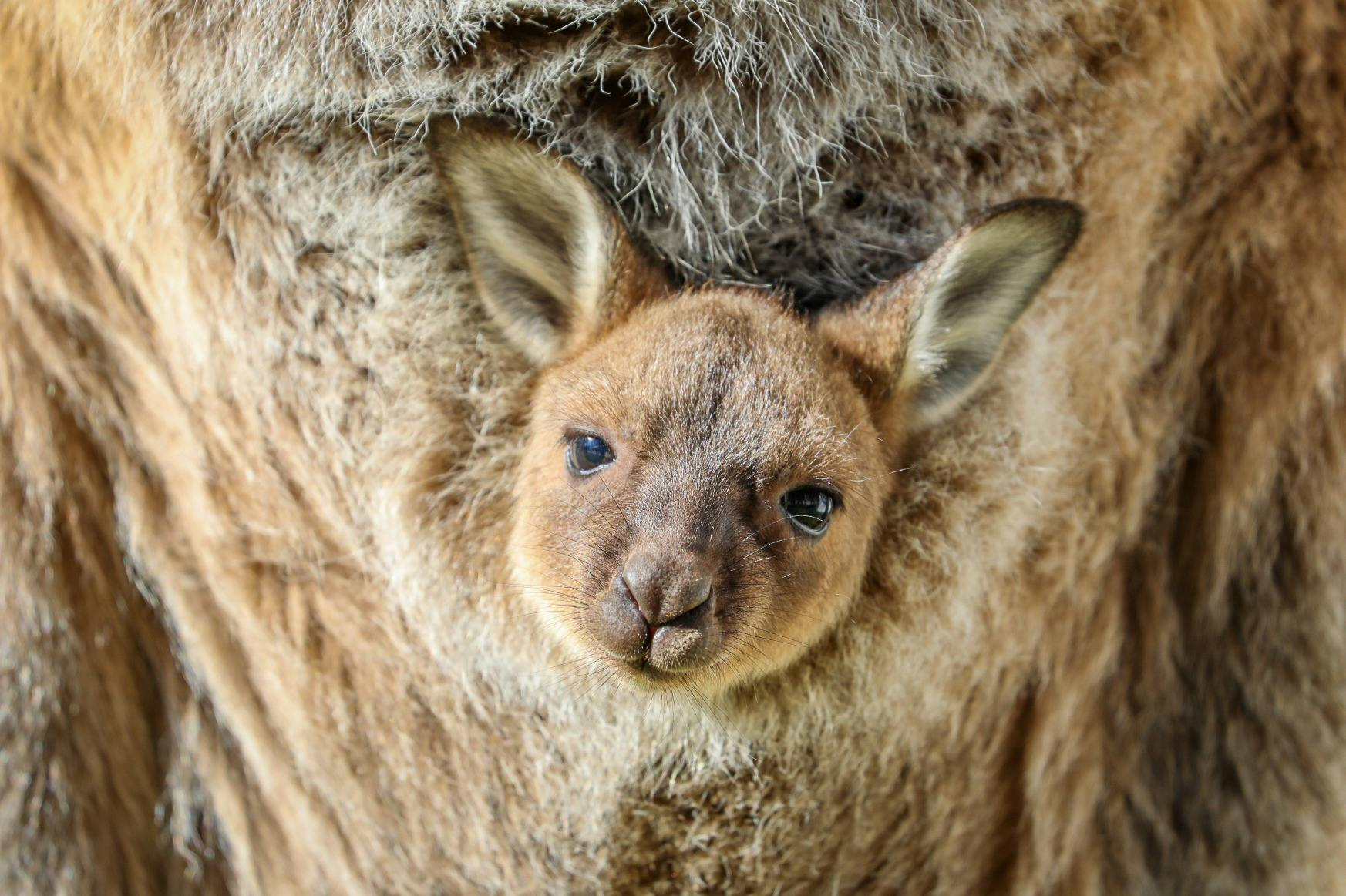 Sydney Zoo: Entry Ticket - Photo 1 of 7
