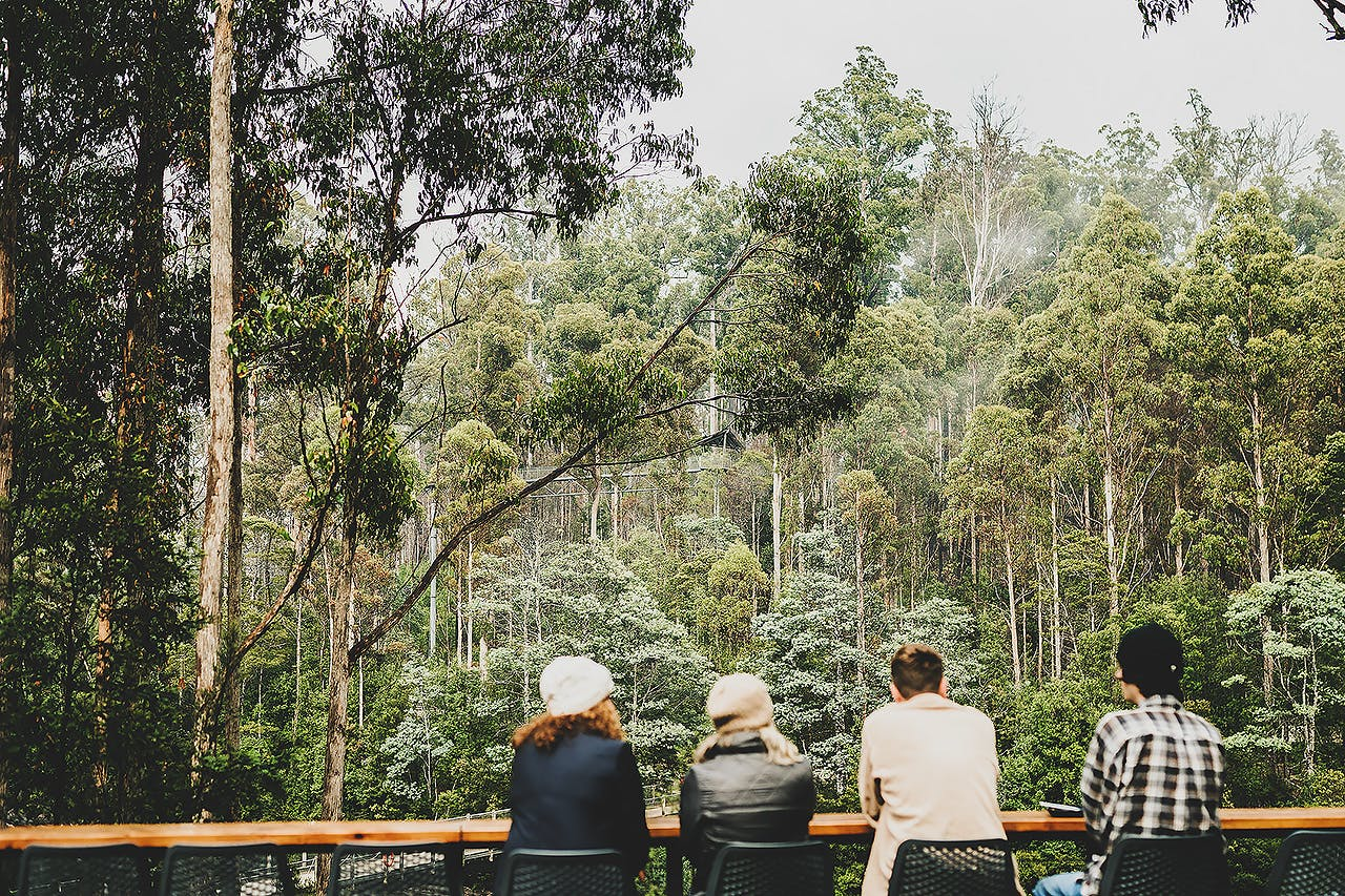 Tahune Adventures: Entry Ticket for Tahune Airwalk - Photo 1 of 7