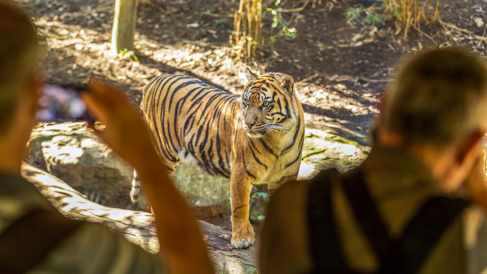 Encounter majestic tigers up close while exploring Taronga Zoo’s lush grounds. Capture unforgettable moments and learn about wildlife conservation amidst stunning views of Sydney Harbour.