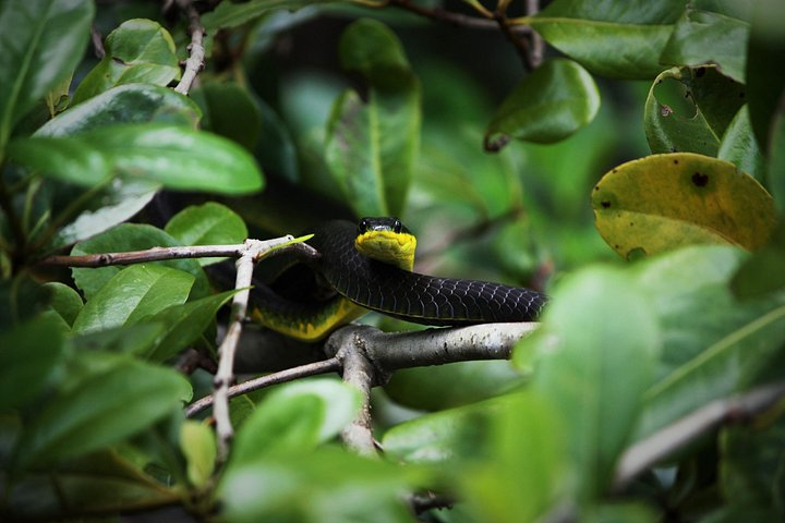 Ultimate Daintree Rainforest Wildlife Experience Cruise - Photo 1 of 13