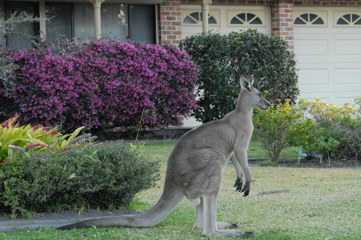Meet charming kangaroos in their natural habitat living harmoniously alongside humans amidst stunning countryside gardens. Experience the unique blend of nature and community in Sydney's extraordinary setting.