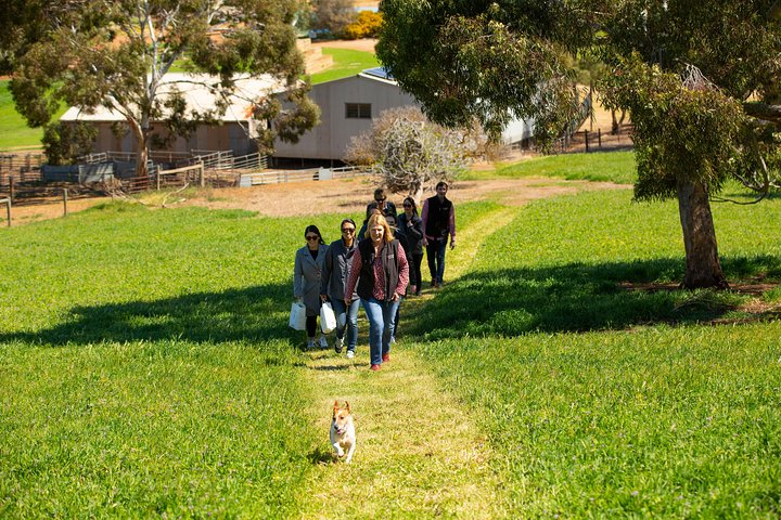 Explore the picturesque Barossa Valley as you stroll through lush landscapes savor unique wines and enjoy a delightful seasonal lunch surrounded by stunning vineyard views.