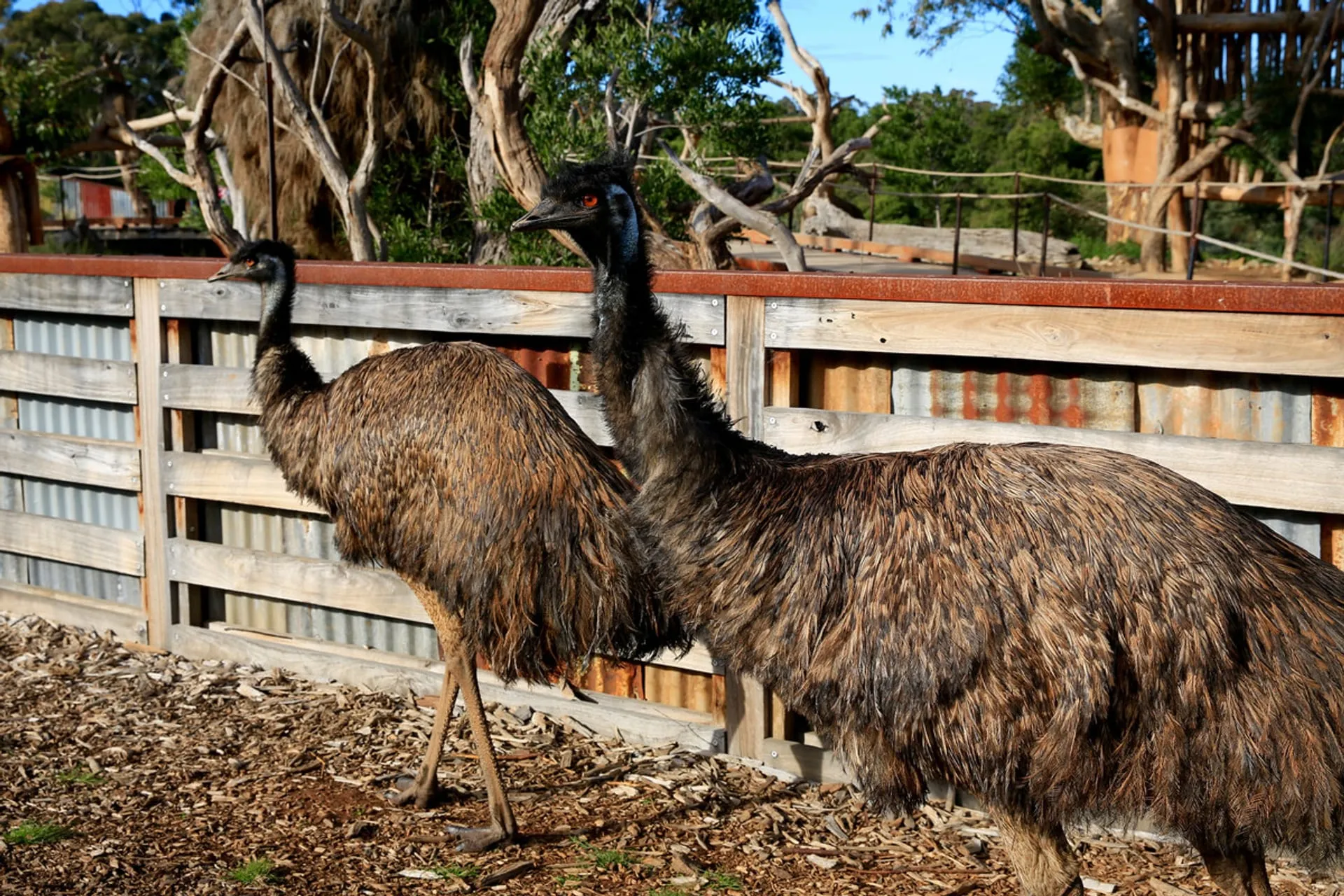 0510-0244_werribee-zoo-