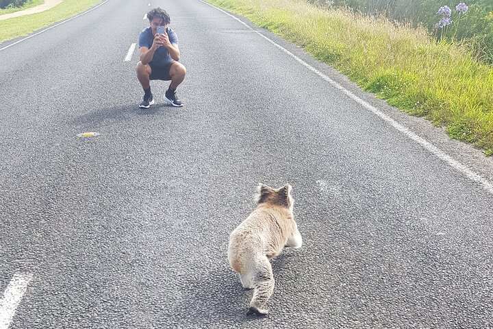 Great Ocean Road - Private Express Tour - Photo 1 of 10