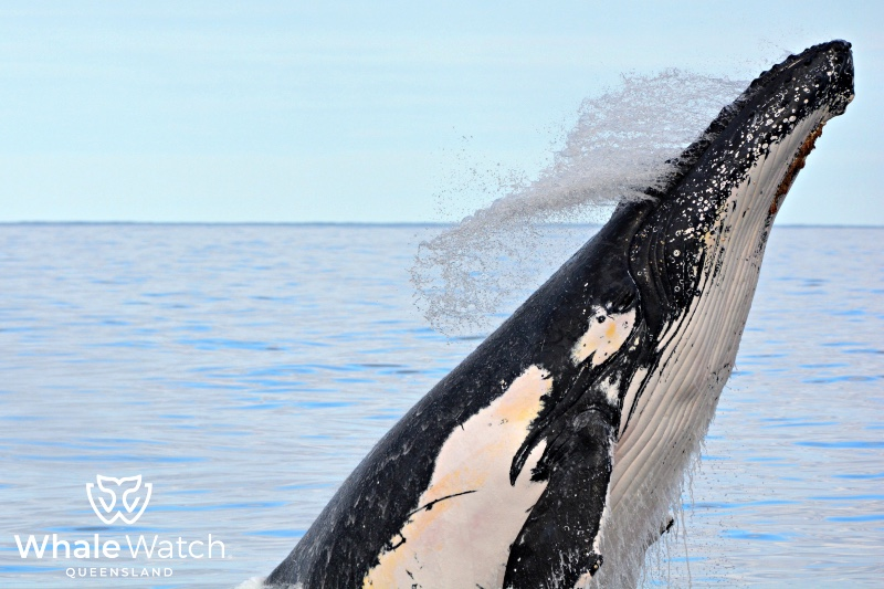 Whale Watch Gold Coast VIP - Photo 1 of 12