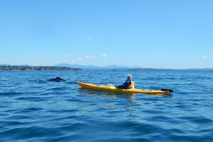 Whale Watching by Sea Kayak in Batemans Bay - Photo 1 of 6