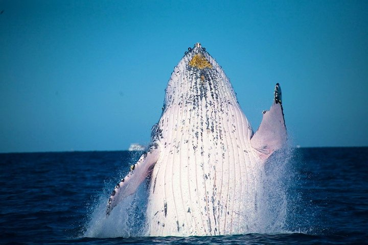 Whale breaching