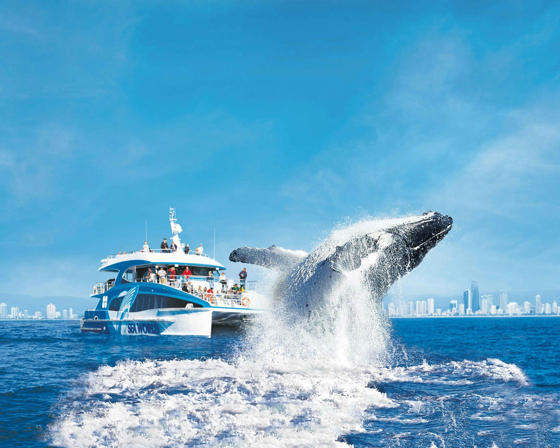 Whale Watching Cruise Gold Coast - Photo 1 of 12