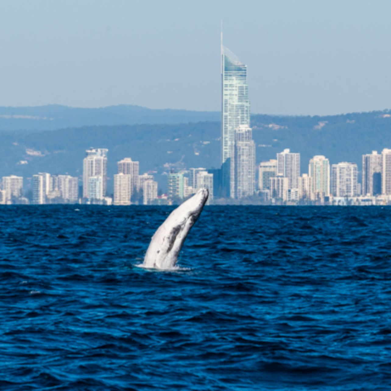 Witness the majestic humpback whale breaking the surface with the Gold Coast skyline in the backdrop creating an unforgettable experience of marine life and urban beauty.