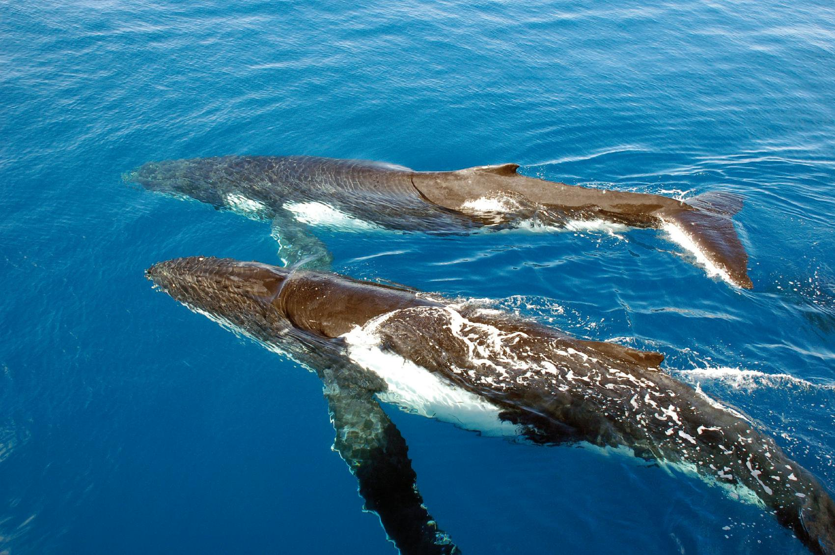 Sydney Harbour: Whale Watching Cruise + Breakfast/Lunch - Photo 1 of 9