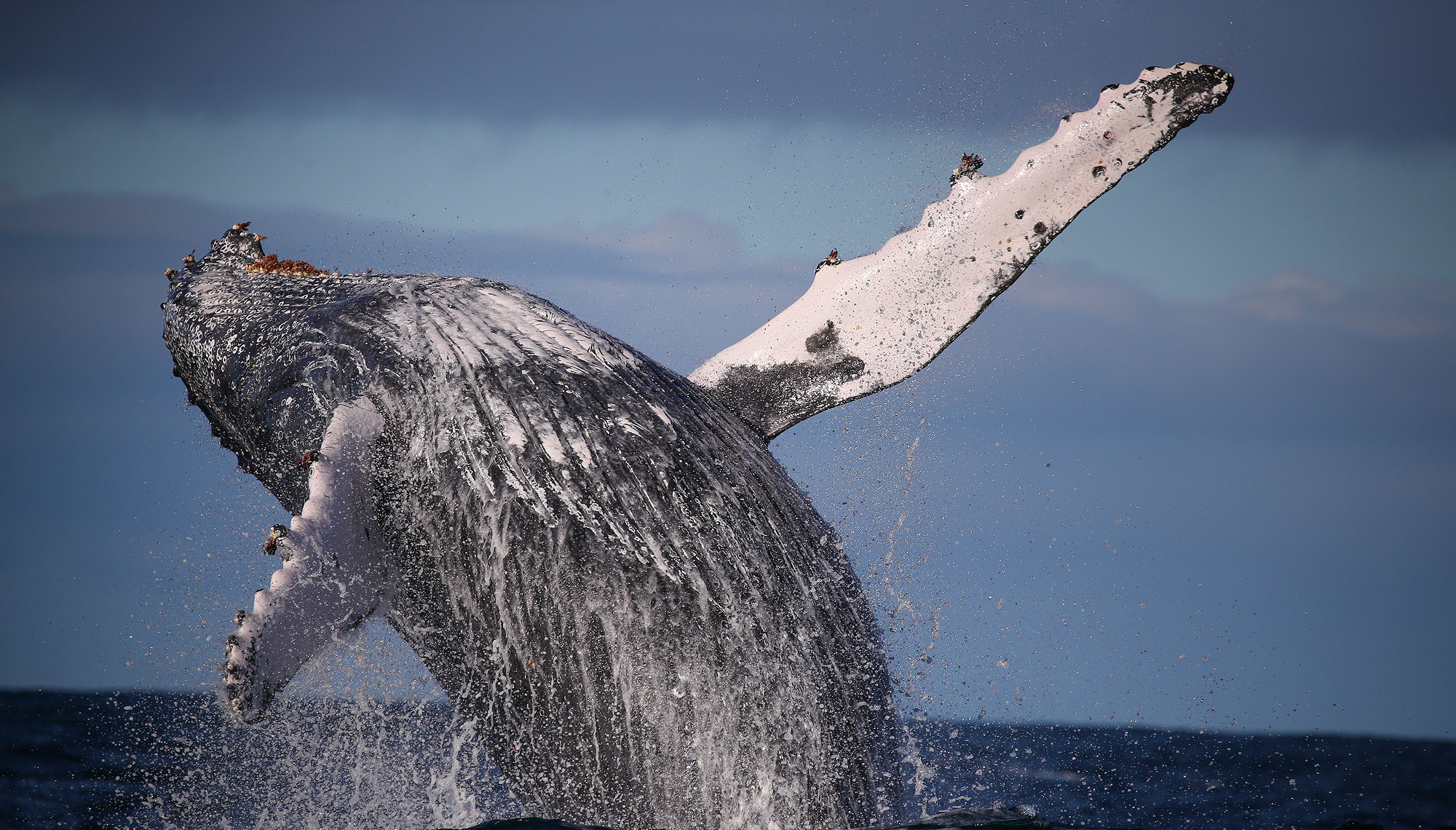 Experience the wonder of humpback whales breaching against the stunning backdrop of the Sydney coastline all while aboard the fast and spacious Fantasea Avalon. Discover a unique marine adventure!