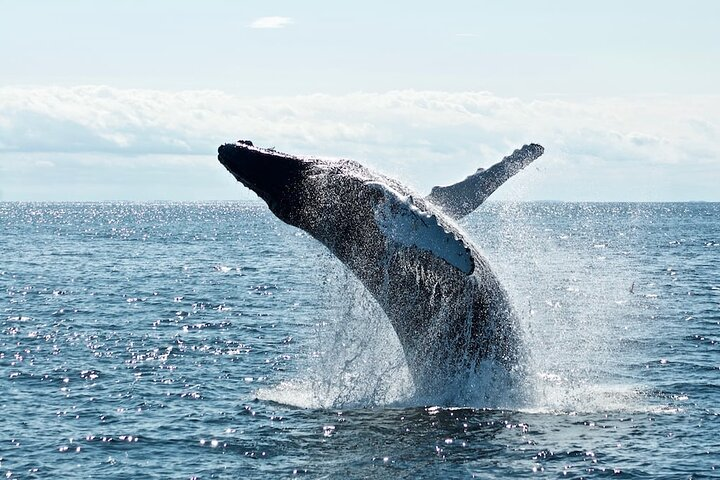 Whale in Noosa Bay Playing
