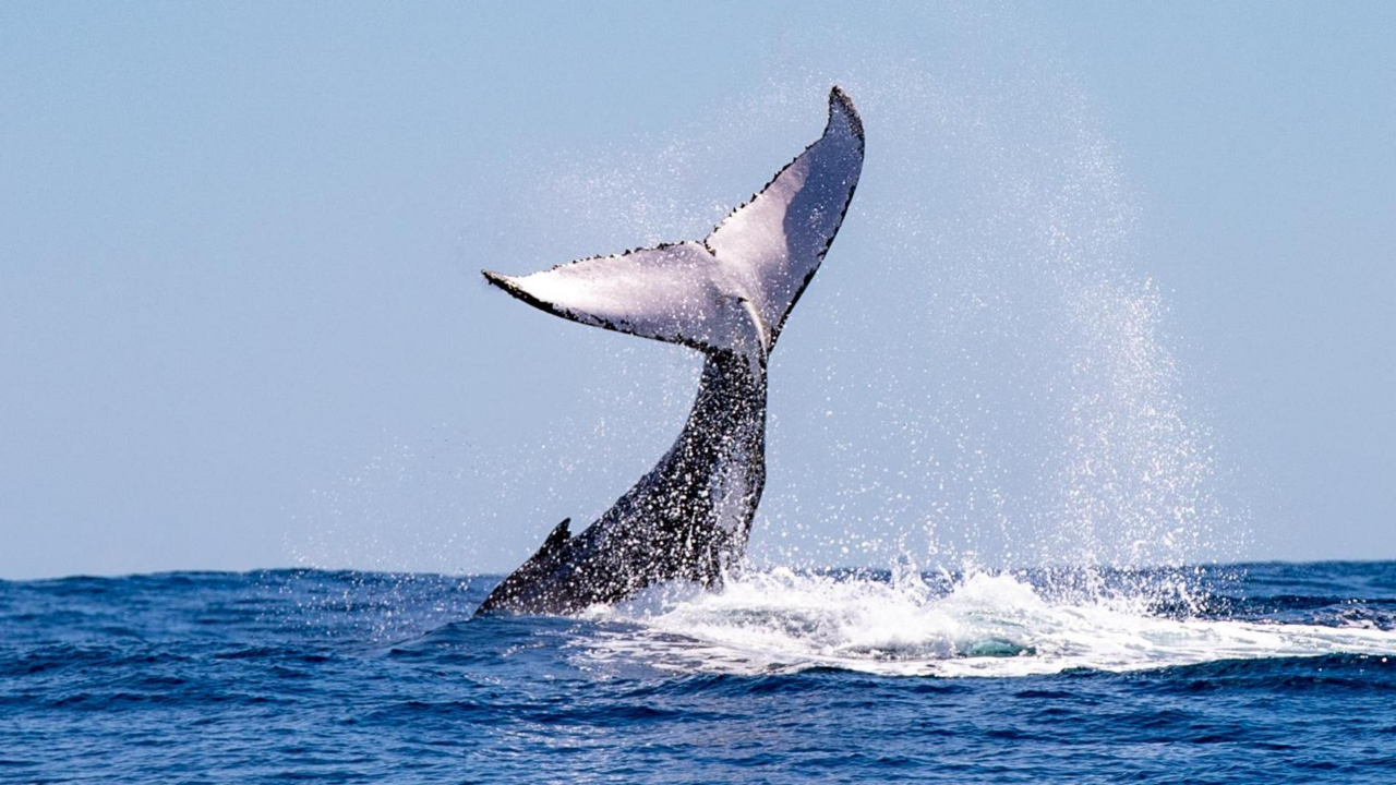 Whale Watching Tour (ex B Shed) - Photo 1 of 1