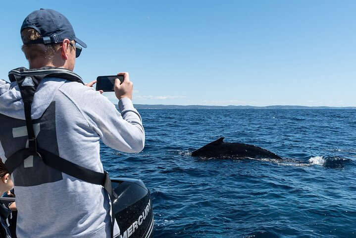 Exclusive Sydney Harbour Whale Watching Tour Private Boat - Photo 1 of 13