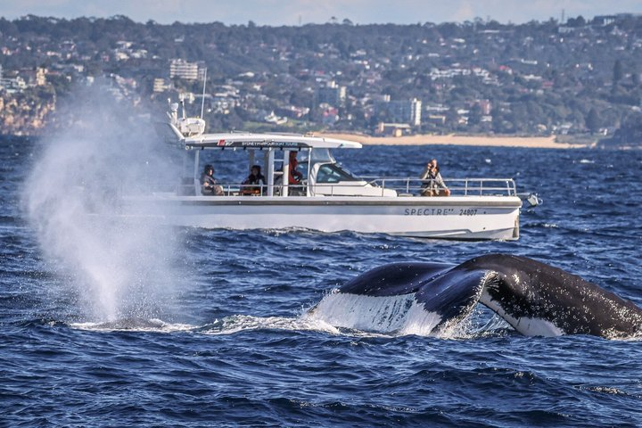 Sydney Harbour Whale Watching Private Tour - up to 8 guests - Photo 1 of 20