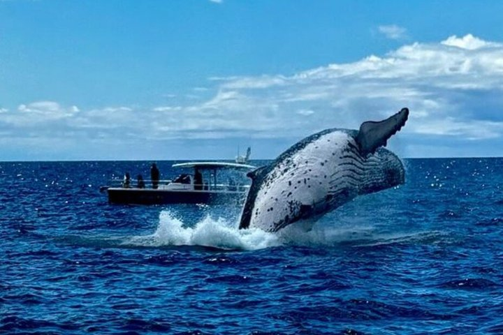 Sydney Harbour Whale Watching Private Tour - Whales Guaranteed - Photo 1 of 20