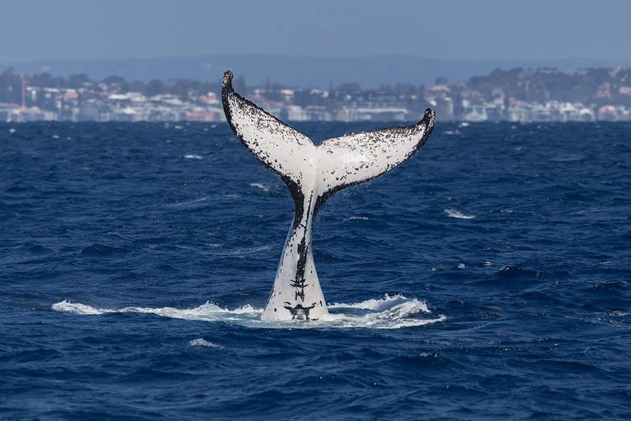 WHALEWATCHING - Rottnest Fast Ferries - departing Hillarys 0900 - Photo 1 of 9