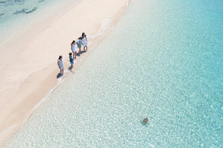 Finding a Sea turtle.