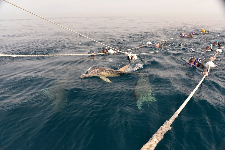 Wild Dolphin Swim Cruise - Photo 1 of 4