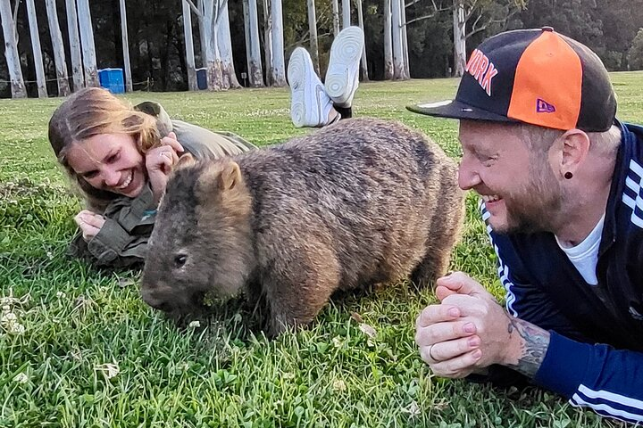 Hello Wombat