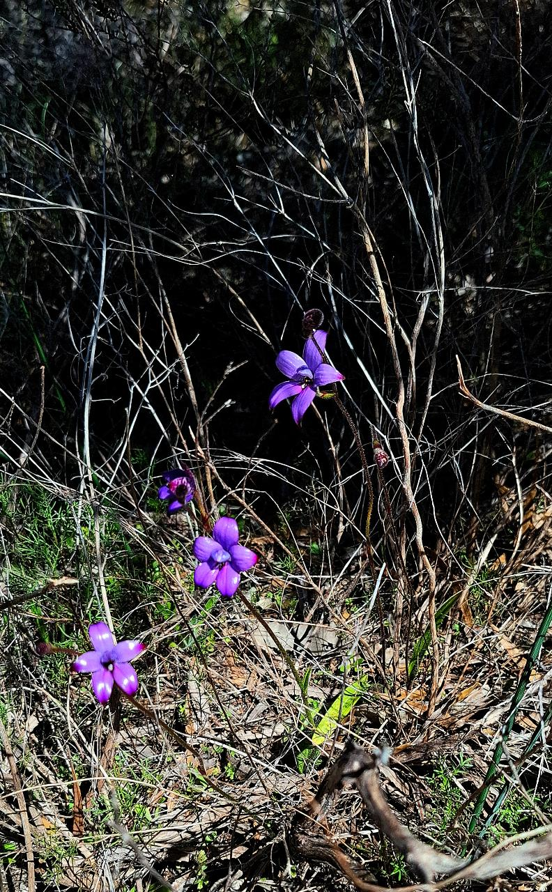 Wildflower Trail - Guided Walk (Public Tour) - Photo 1 of 7