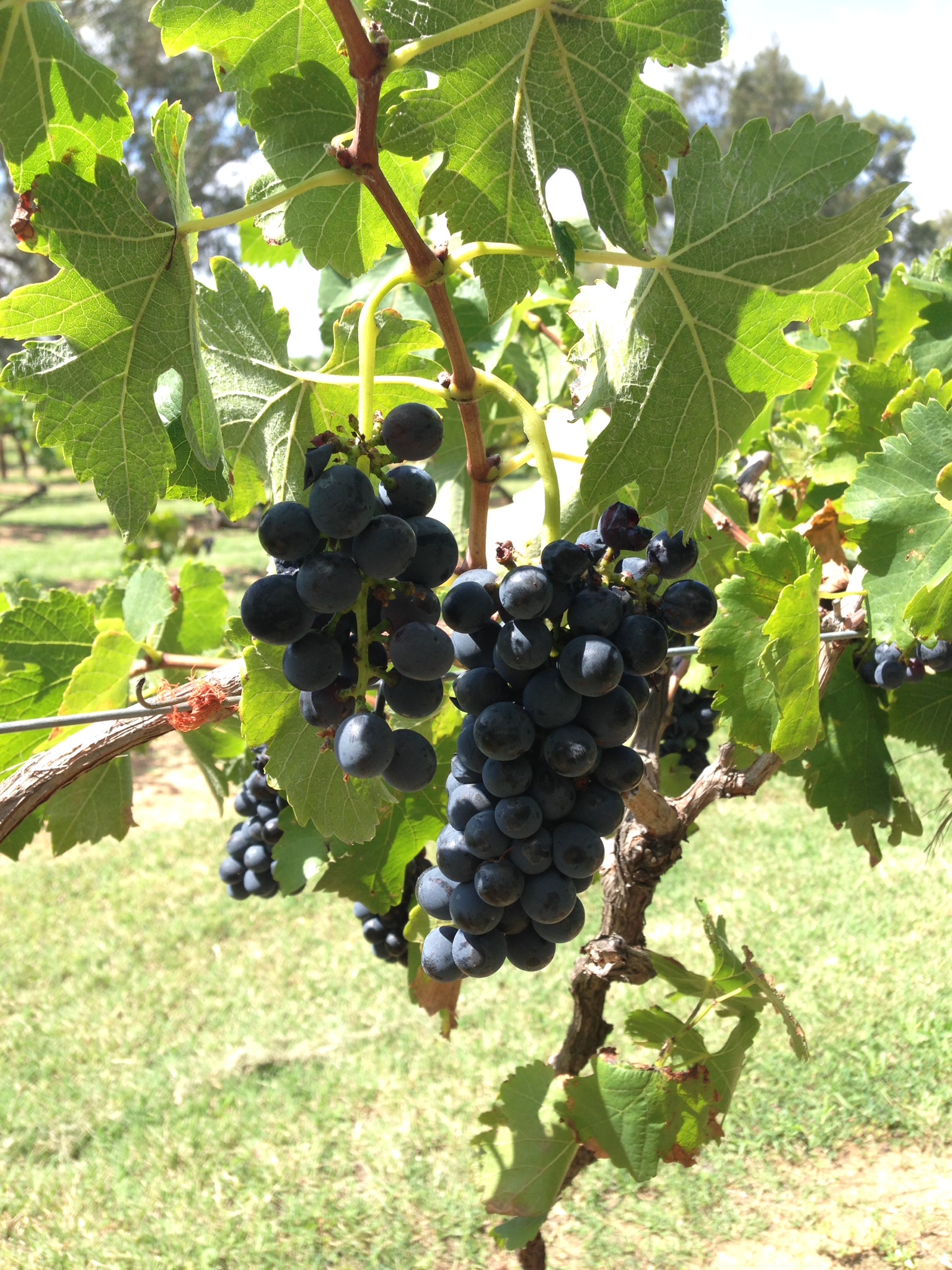 Hunter Valley Wine School Experience in Hunter Valley Pelago