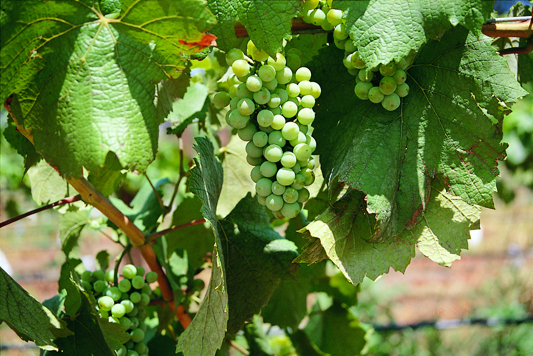 Experience the lush beauty of Hunter Valley vineyards while mastering the art of wine appreciation and savoring exquisite Australian wines amidst historic Shiraz vines.