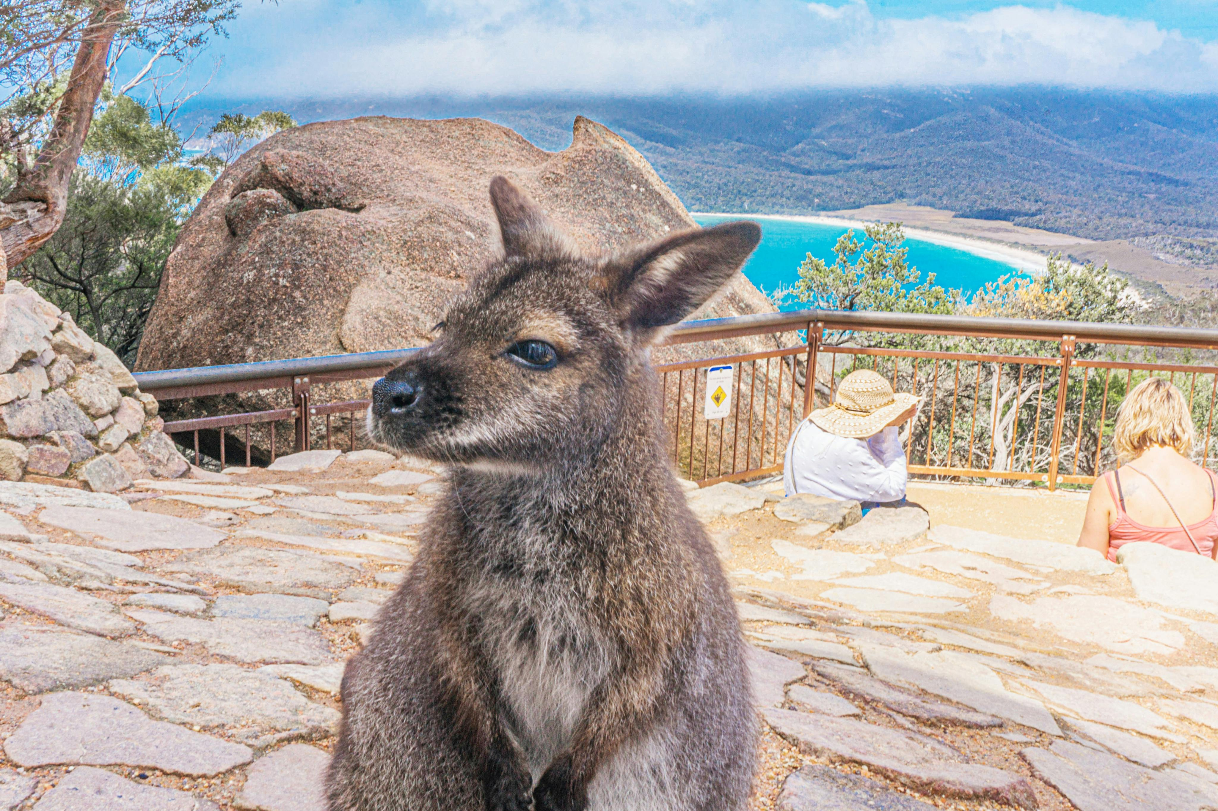 Wineglass Bay, Freycinet National Park & Richmond: Guided Tour + Transfer - Photo 1 of 20