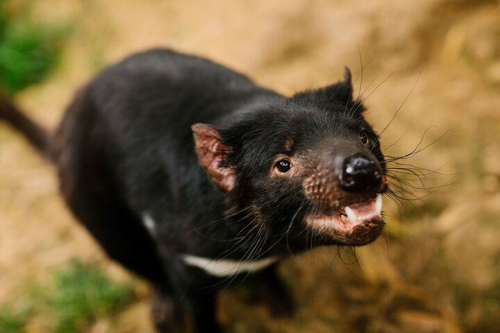 See Tasmania Devils
