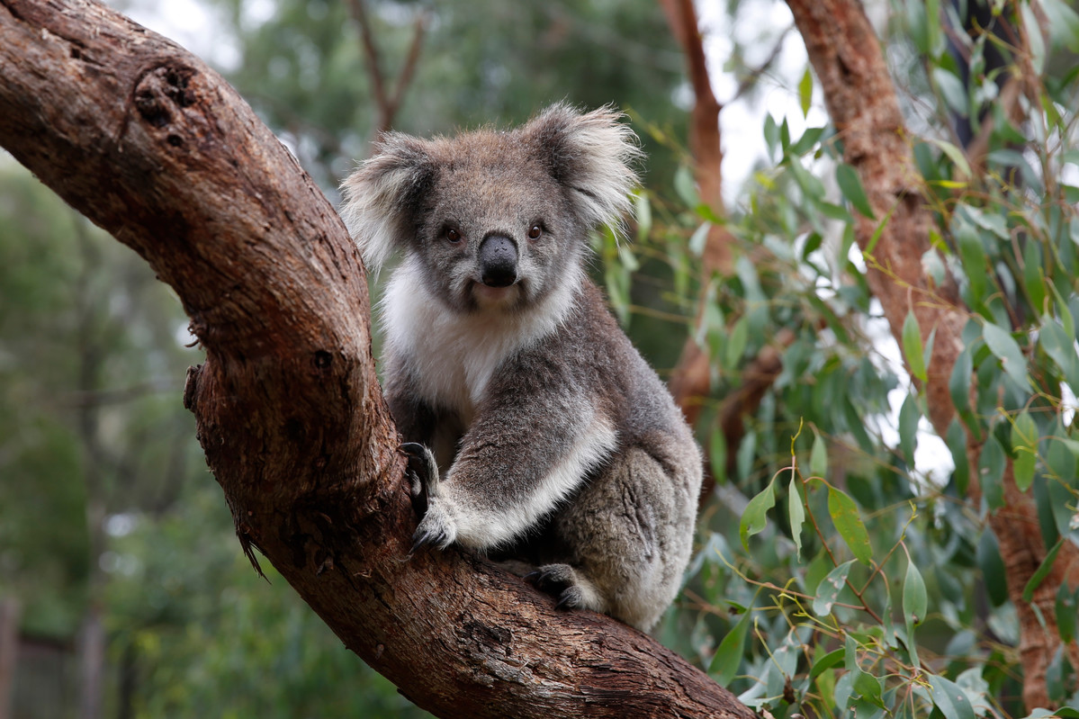 Get ready to feel the charm of koalas at Healesville Sanctuary! Experience an intimate encounter with these adorable marsupials while learning fascinating facts in their natural setting. Perfect for all ages!