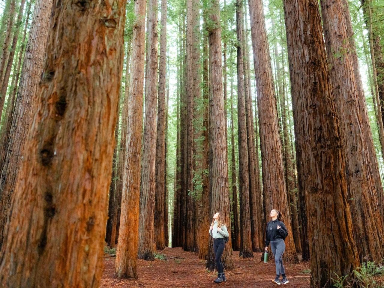 Yarra Valley Wine and Redwoods - Photo 1 of 10