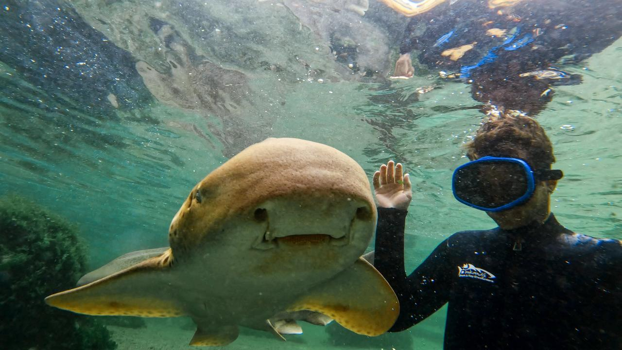 Zebra Shark Snorkel (ages 6+) - Photo 1 of 6