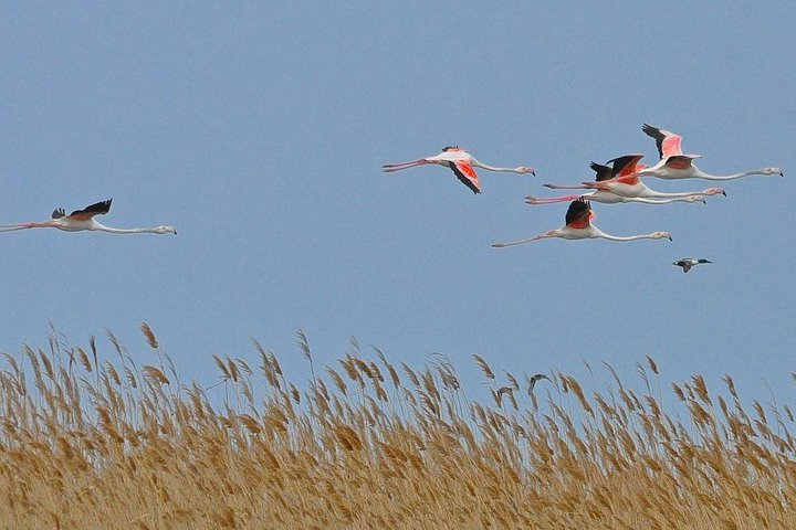 National Reserves Tour - Hirkan & Qizilagac - Photo 1 of 7