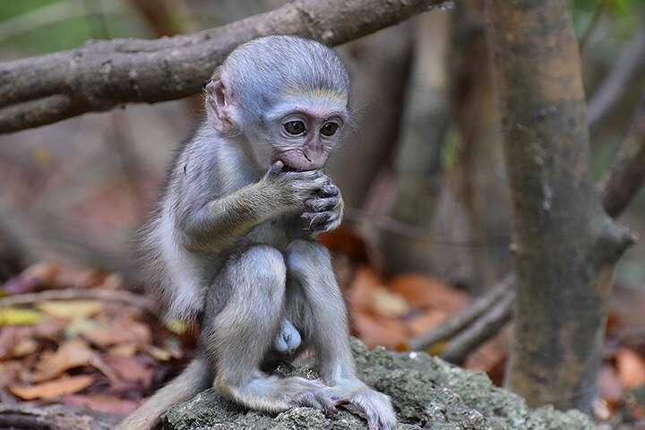 Barbados Island Tour, Monkey Watching & Swimming with Turtles - Photo 1 of 11