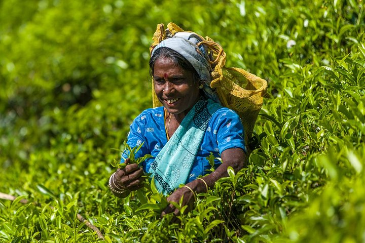 Tea plucking Srimangal; The Tea Capital