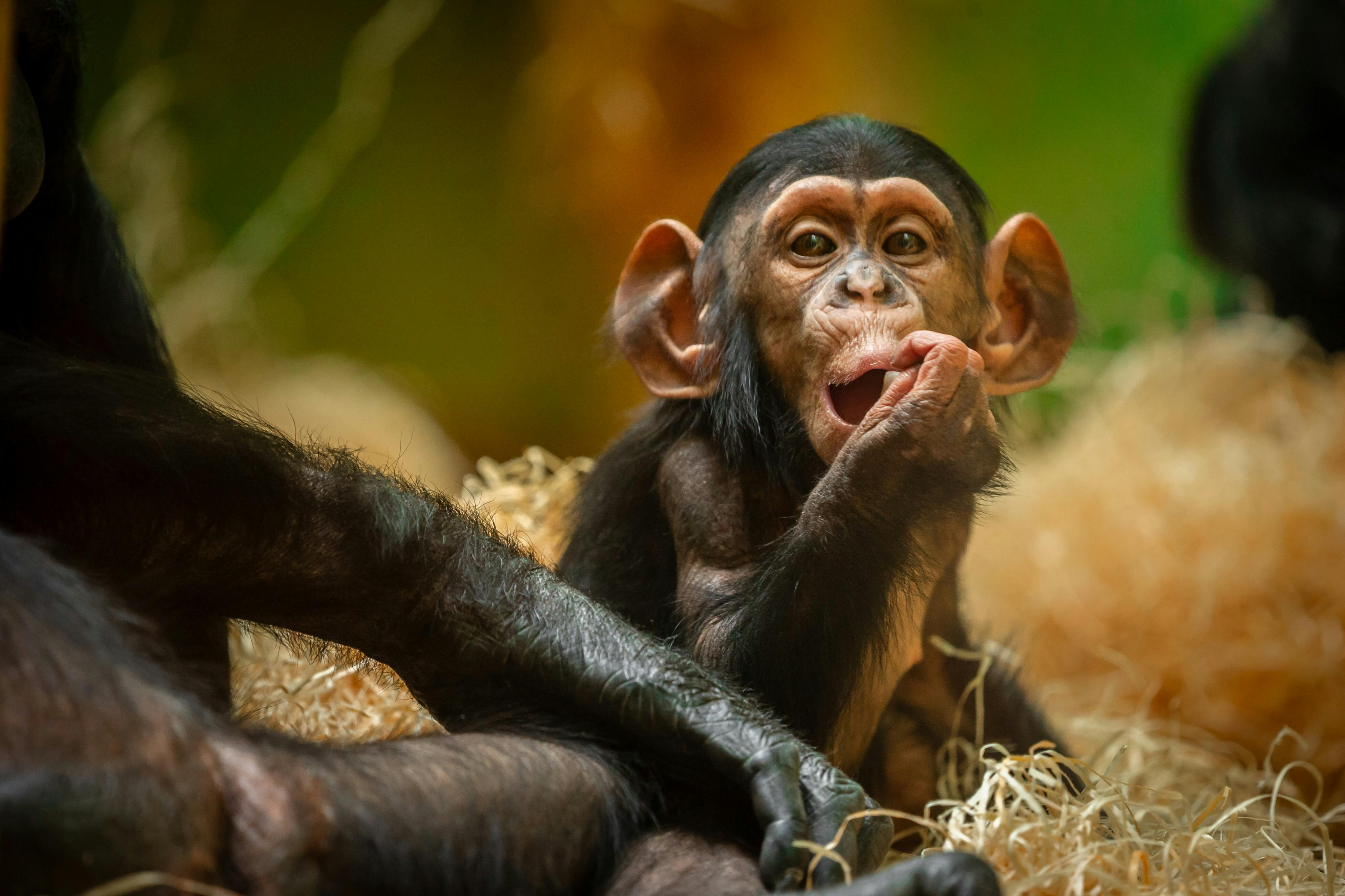 ZOO Antwerpen: Entry Ticket - Photo 1 of 4