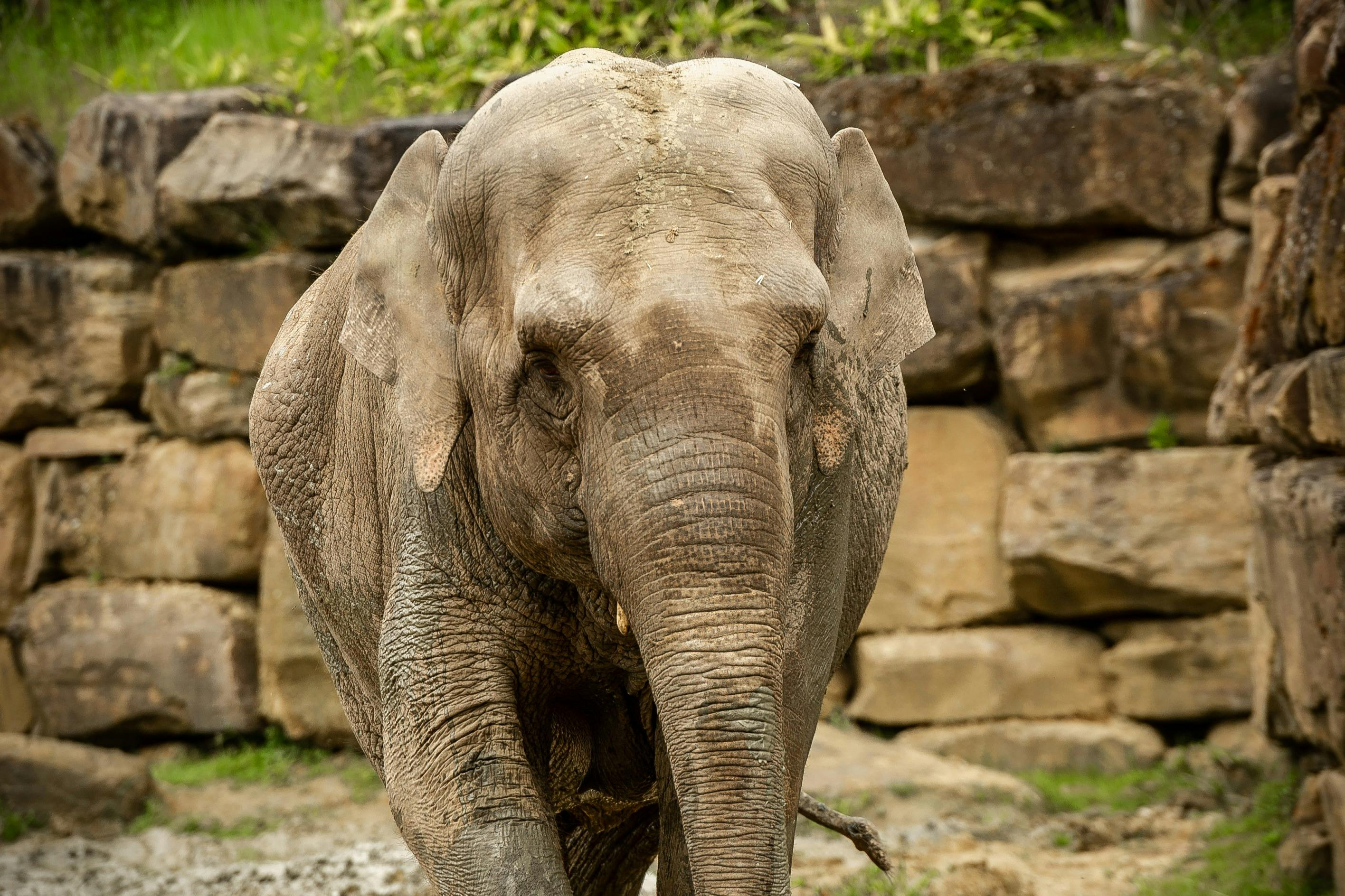 ZOO Planckendael: Entry Ticket - Photo 1 of 3