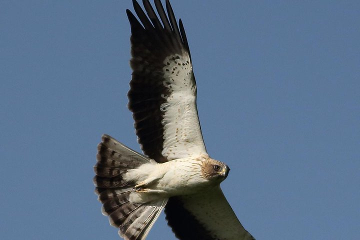 Booted Eagle on migration