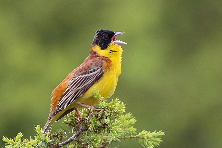 Black-headed Bunting
