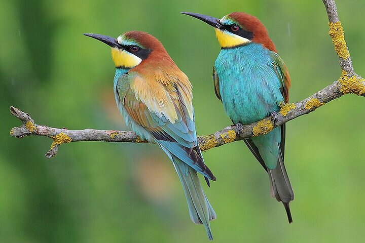 European Bee-eaters