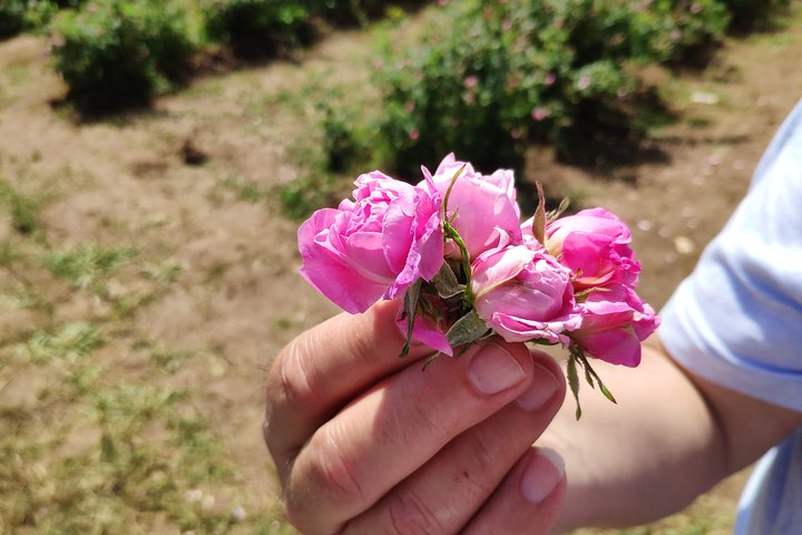 Private Access Rose Festival Kazanlak 05-07.06.2025 - Photo 1 of 8