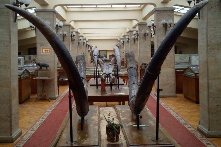 Museum of Paleontology