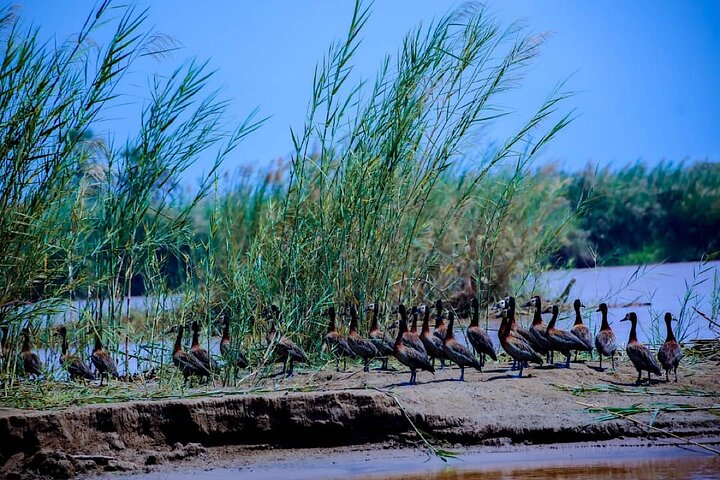 Rusizi National Park Bujumbura -Burundi -day tour best tour in Bujumbura .