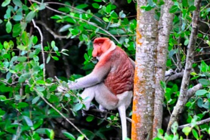 spotting Proboscis monkeys